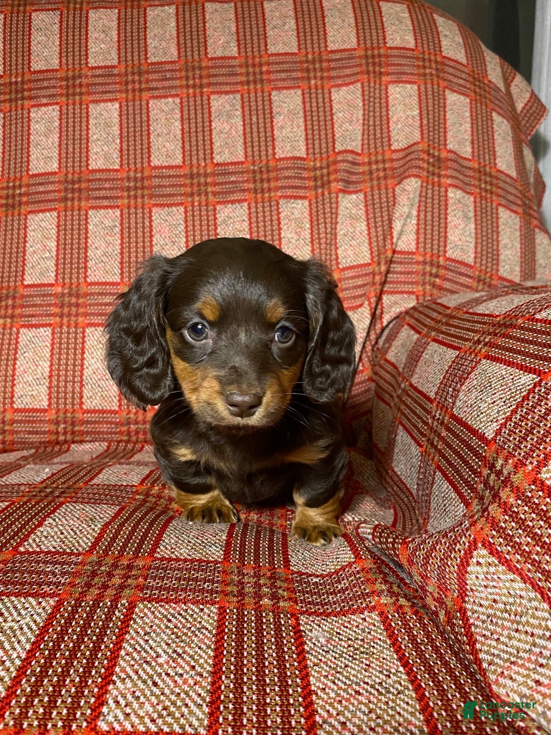 Miniature Dachshund dogs for sale: Miniature Dachshund Puppy 2 - Ad 1