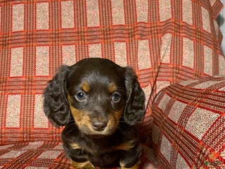 Miniature Dachshund dogs Miniature Dachshund Puppy 2 - Ad 5