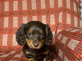 Miniature Dachshund dogs Miniature Dachshund Puppy 2 - Ad 31