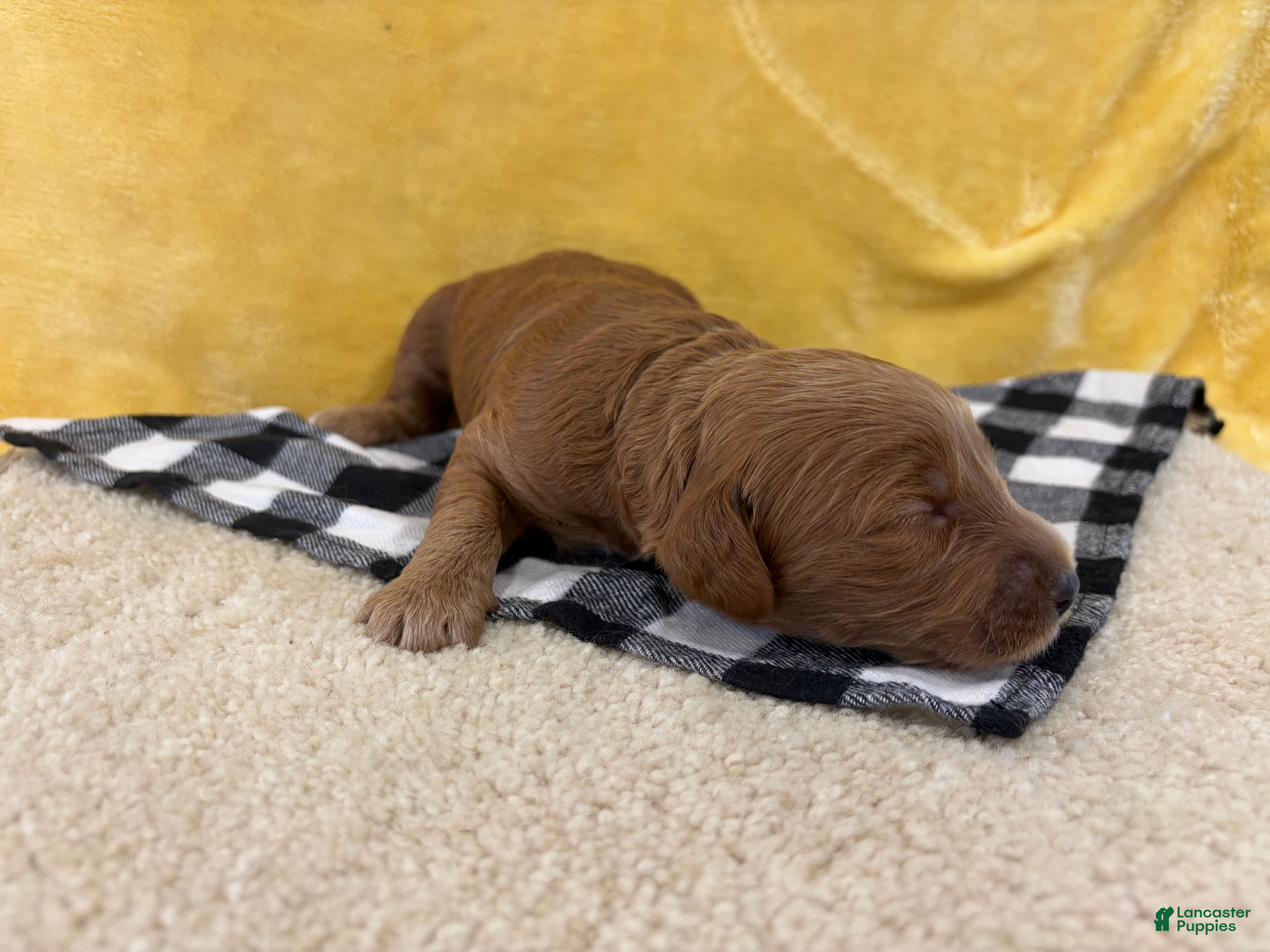 Mini Goldendoodle dogs Sparky - Ad 1