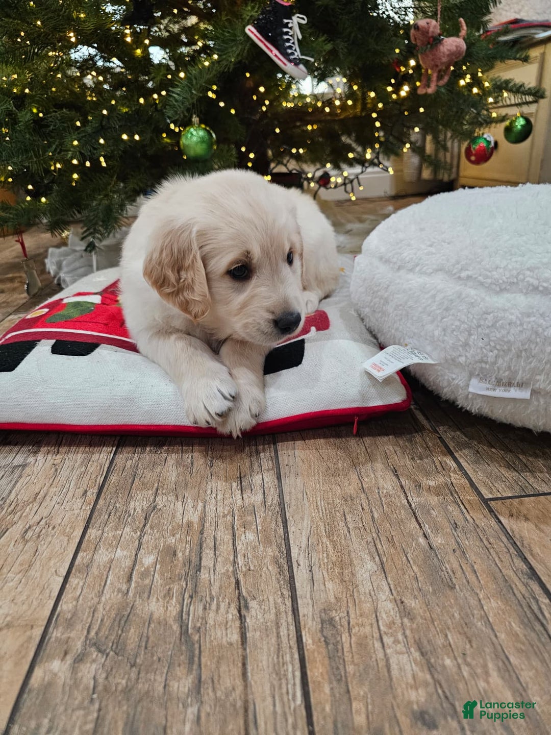 Golden Retriever dogs for sale: Golden Retriever Puppy 7 - Ad 10