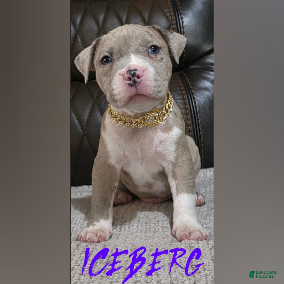 American Pit Bull Terrier dogs Iceberg  - Ad 2