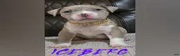 American Pit Bull Terrier dogs for sale: Iceberg  - Ad 1