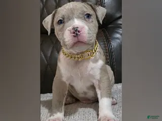 American Pit Bull Terrier dogs Iceberg - Ad 2