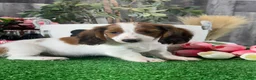 Dachshund dogs for sale: Duke - Ad 5