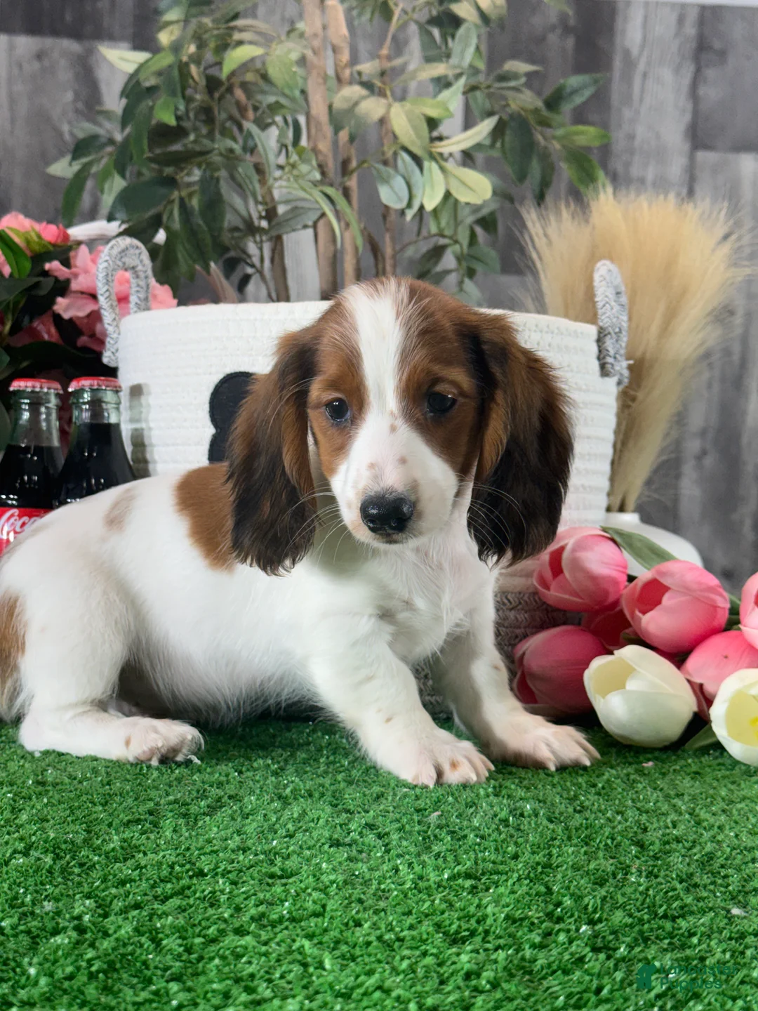 Dachshund dogs for sale: Duke - Ad 5