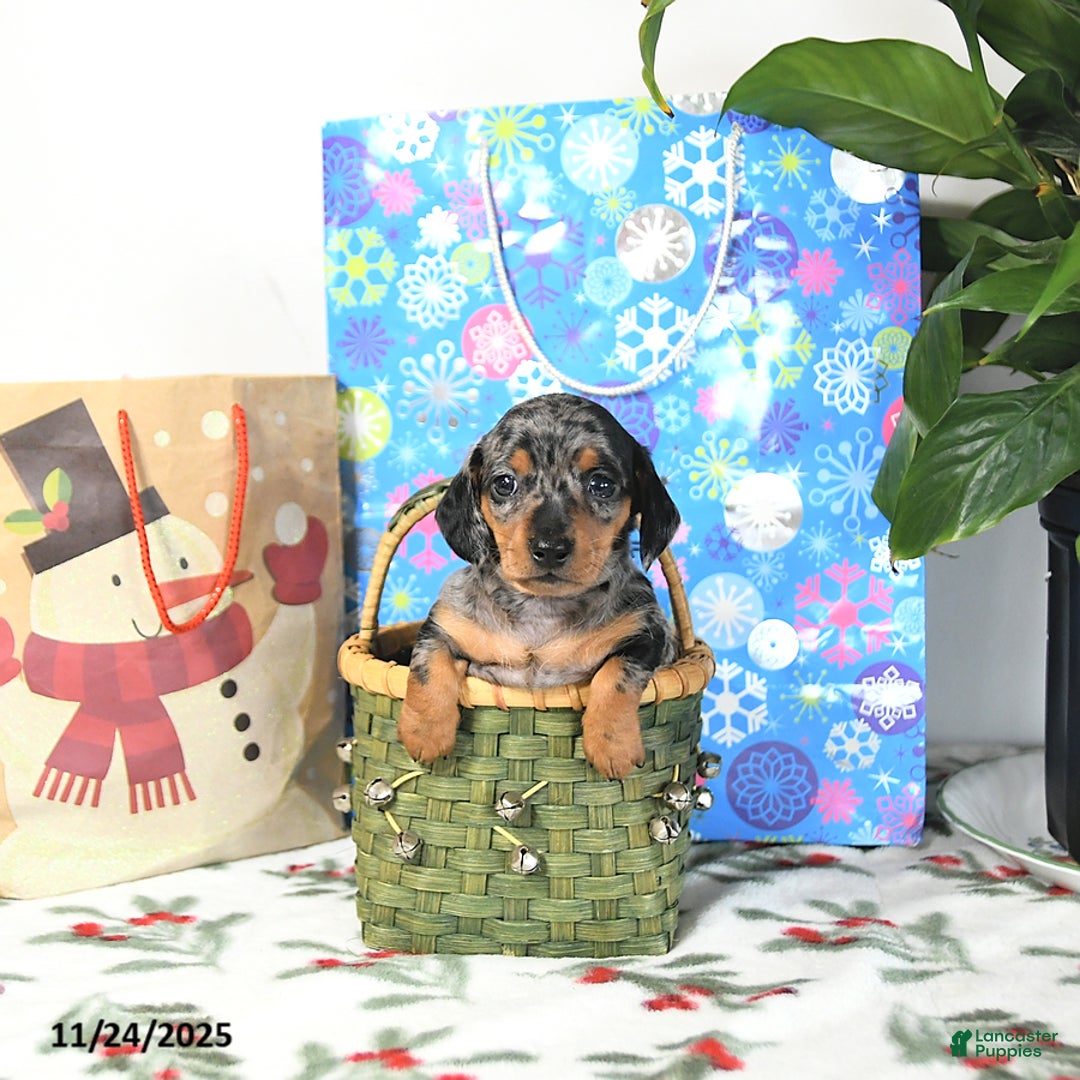 Miniature Dachshund dogs for sale: Bubbles - Ad 2