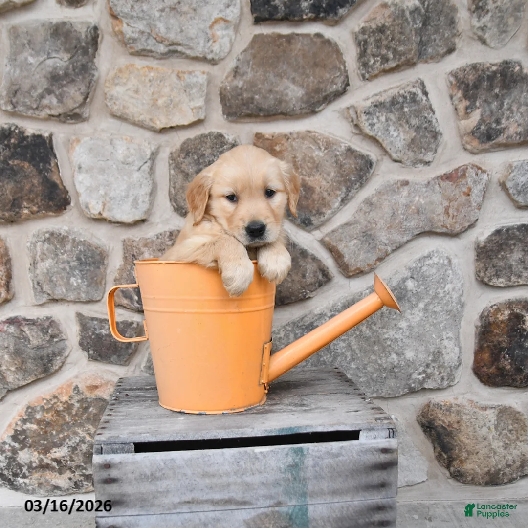 Golden Retriever dogs for sale: Missy - Ad 2