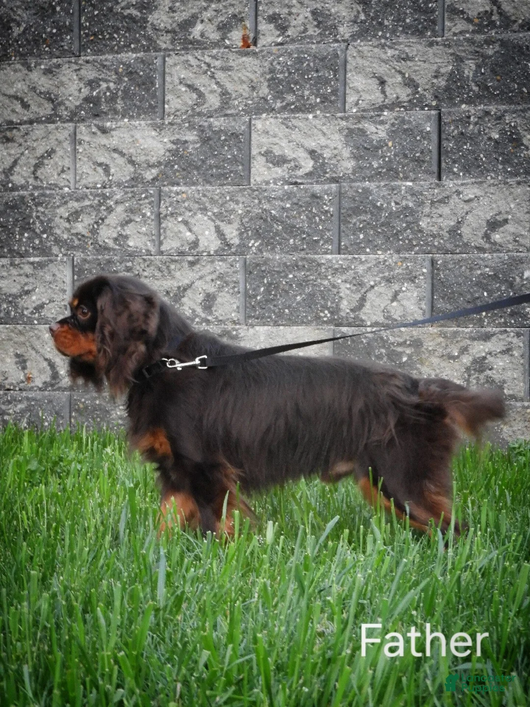 Cavapoo dogs for sale: Allie - Ad 5