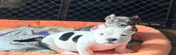 American Bully dogs for sale: MOOSE - Ad 4