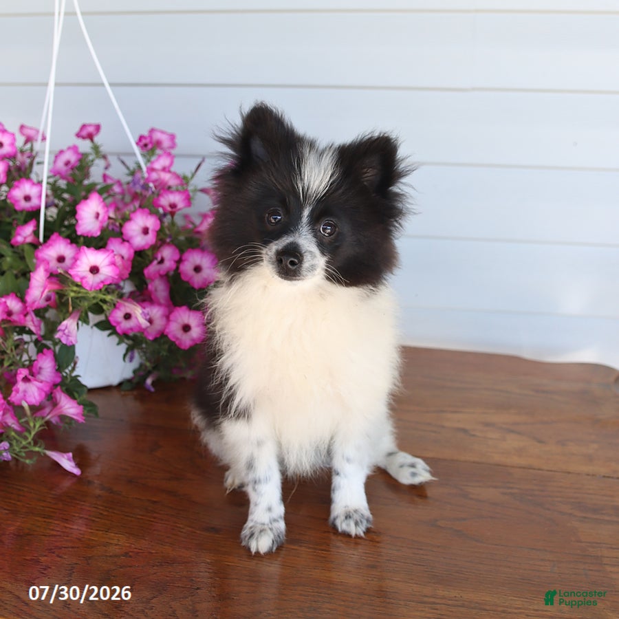 Pomeranian dogs Mitch - Ad 1
