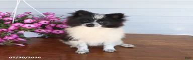 Mitch