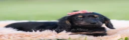 Miniature Dachshund dogs for sale: Tootsie AKC - Ad 3
