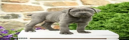 Cane Corso dogs for sale: Cora  - Ad 3