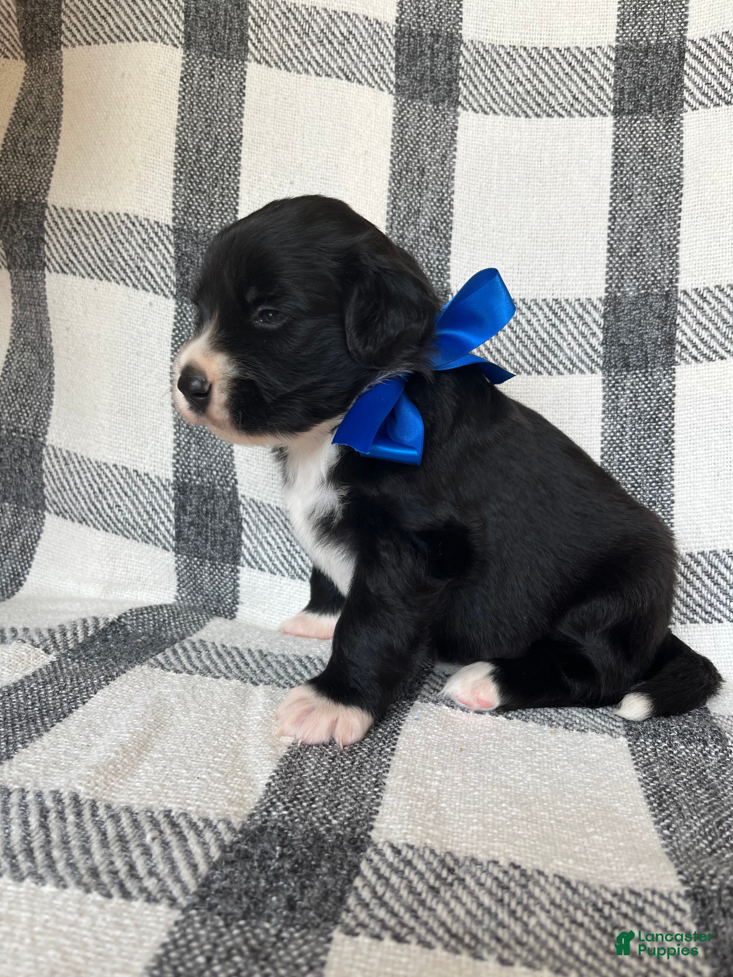 Mixed Breed dogs Max - Ad 1