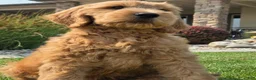 Goldendoodle dogs for sale: Peanut  - Ad 3