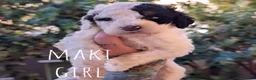 Mixed Breed dogs for sale: MAKI - Ad 2