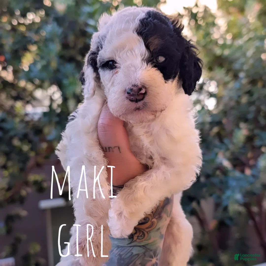 Mixed Breed dogs for sale: MAKI - Ad 2