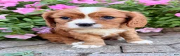 Cavalier King Charles Spaniel dogs for sale: Mario Male AKC Cavalier - Ad 9
