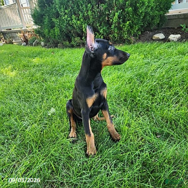 Doberman Pinscher dogs Kayla - Ad 2