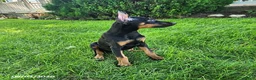 Doberman Pinscher dogs for sale: Kayla - Ad 2