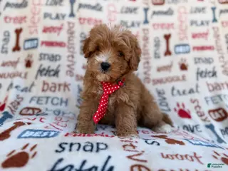 Cavapoo dogs Scrappy - Ad 22