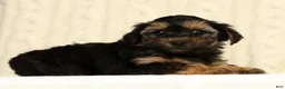 Yorkiepoo dogs for sale: Chase - Ad 4