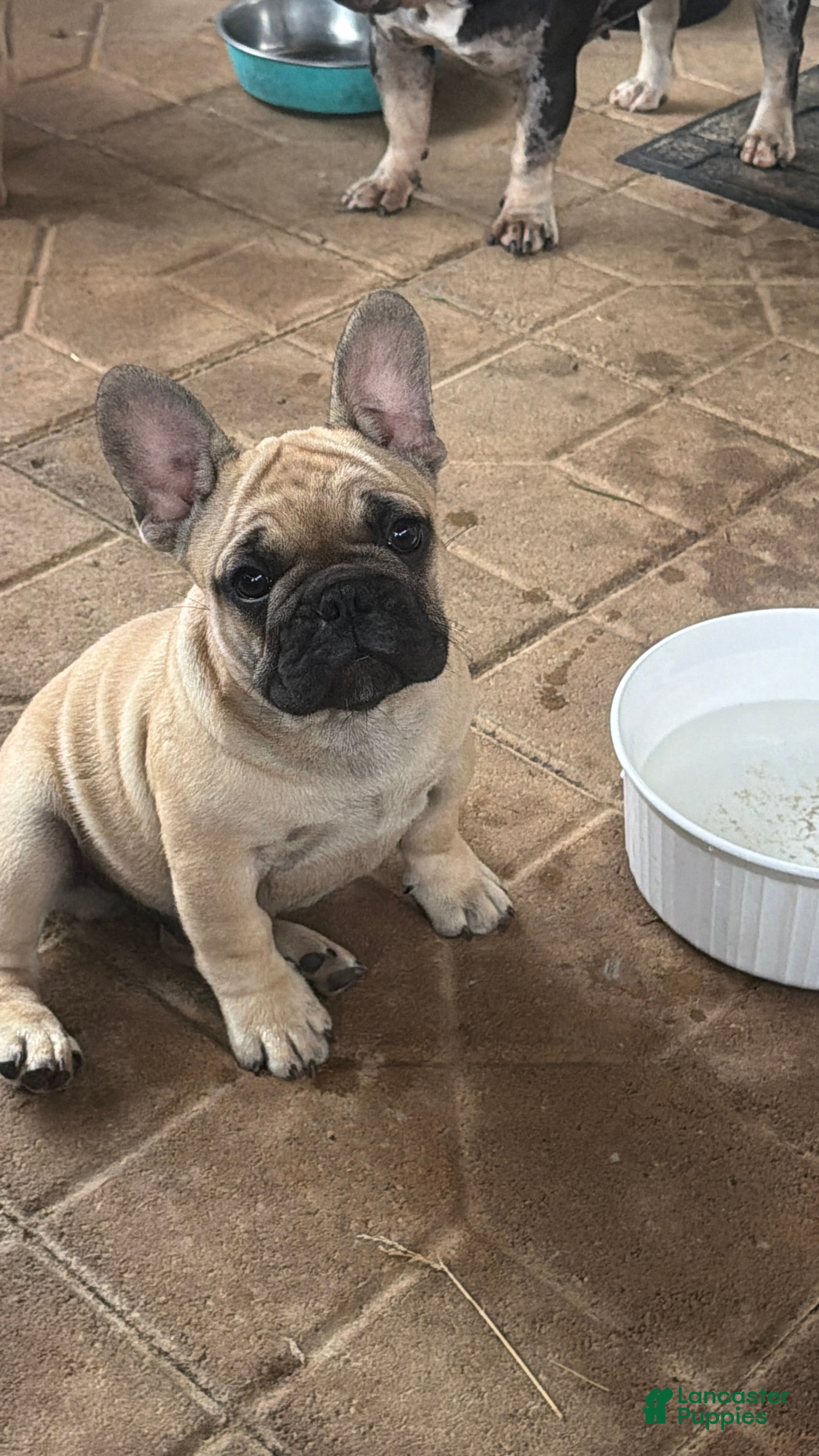 French Bulldog dogs for sale: French Bulldog 1 Mail - Ad 1
