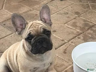 French Bulldog dogs for sale: French Bulldog 1 Mail - Ad 1