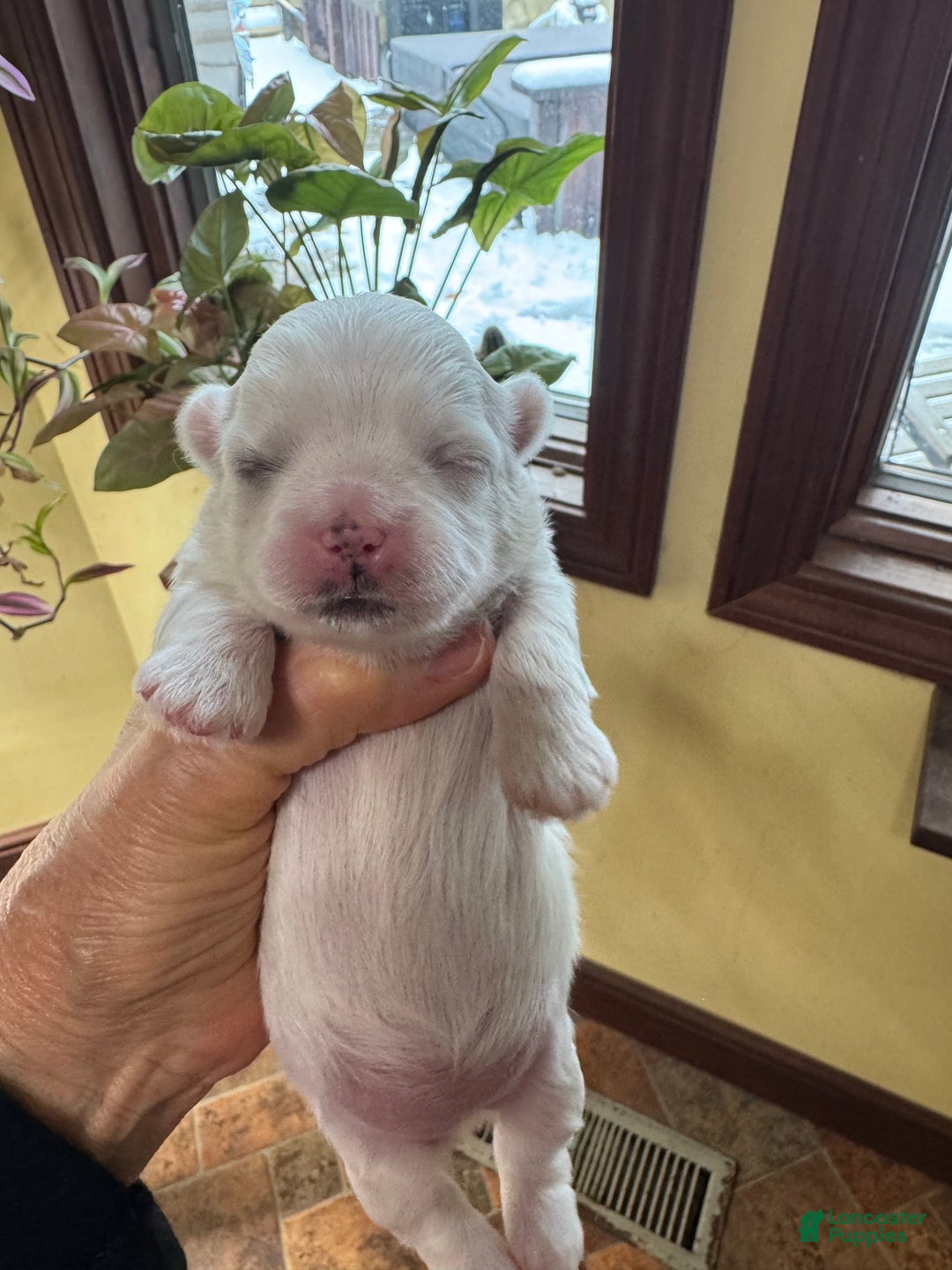 Shih Tzu dogs for sale: Bertha - Ad 2