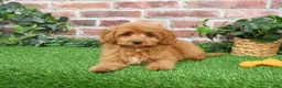 Cavapoo dogs for sale: Carson - Ad 5