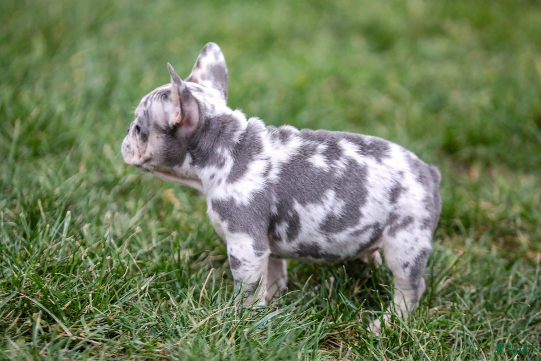 French Bulldog dogs for sale: Fifi - Ad 3