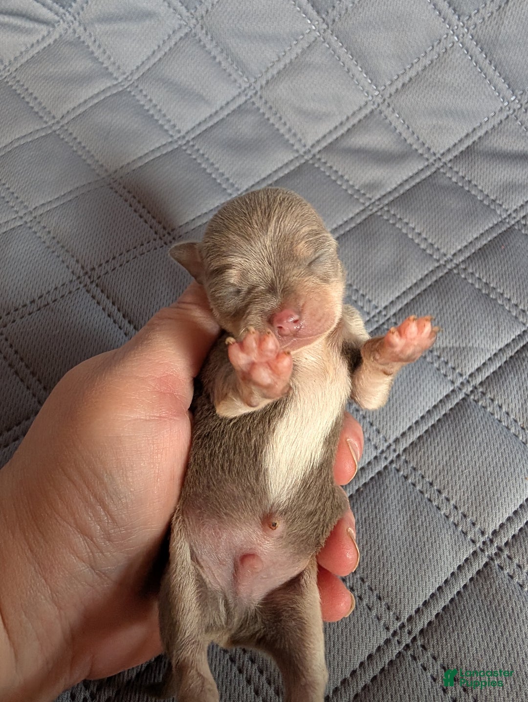 Chihuahua dogs for sale: Patrick - Ad 1