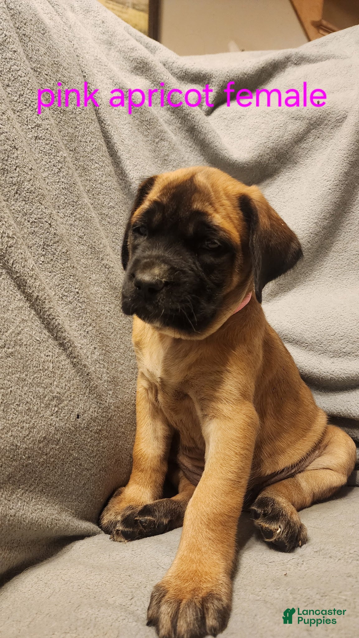 English Mastiff dogs English Mastiff Puppy 2 - Ad 20