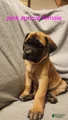 English Mastiff Puppy 2