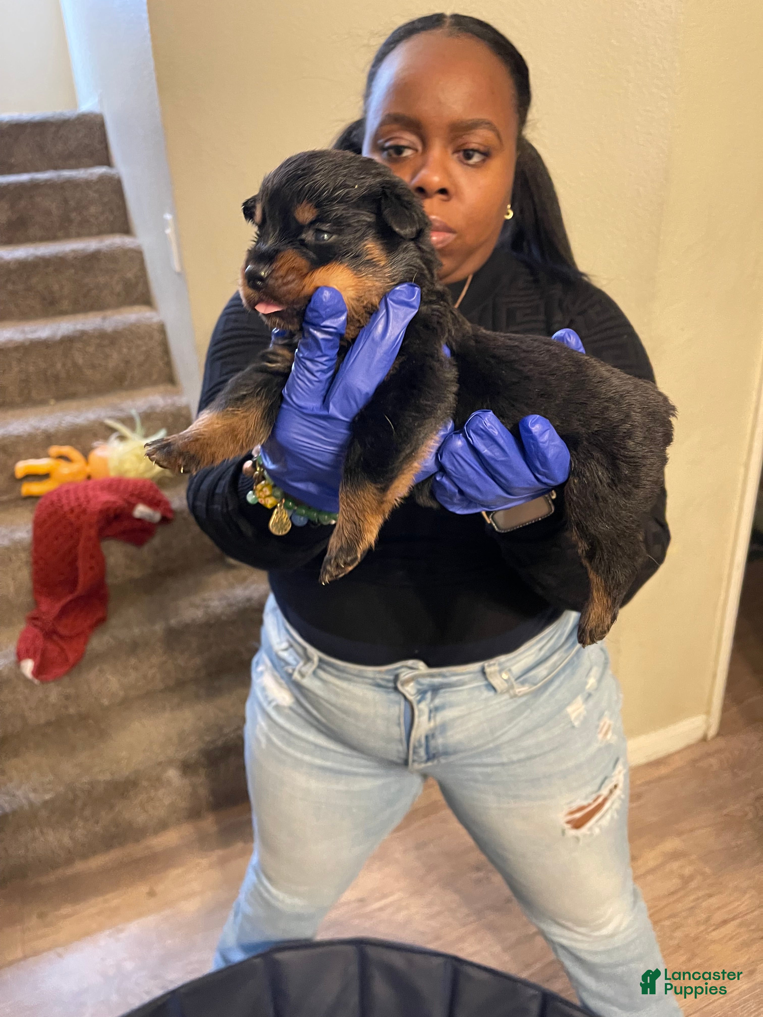 Rottweiler dogs Rose - Ad 3