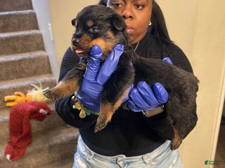 Rottweiler dogs Rose - Ad 4