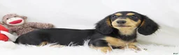 Dachshund dogs for sale: Edward BTD 6171 - Ad 3