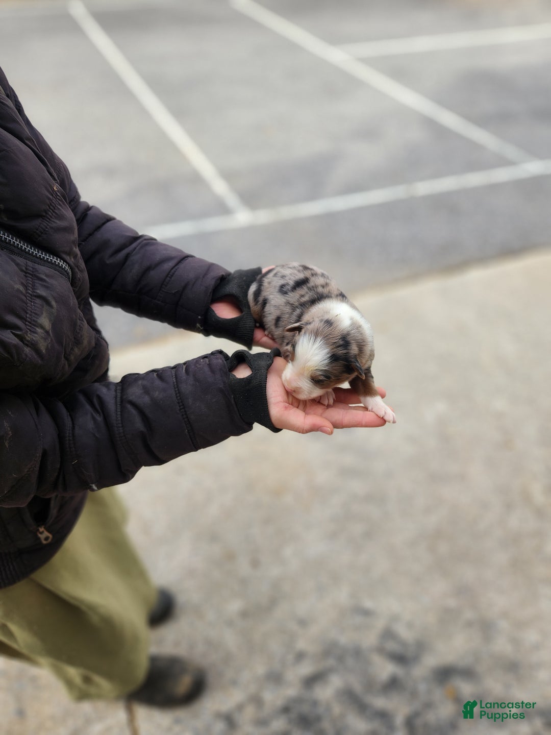 Australian Shepherd dogs for sale: Prince - Ad 1