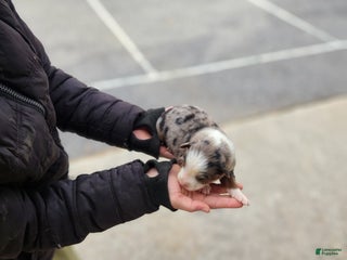 Australian Shepherd dogs Prince - Ad 14