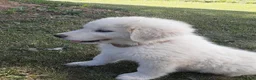 Great Pyrenees dogs for sale: Dothan - Ad 4