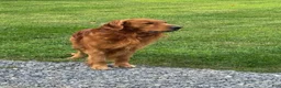 Golden Retriever dogs for sale: Christine - Ad 7