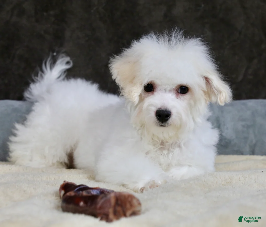 Teddy Bear dogs for sale: Dasher - Ad 12