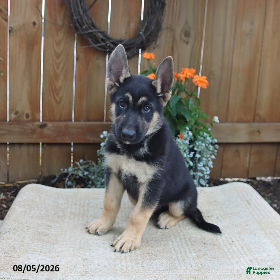 Gerberian Shepsky dogs Cruz - Ad 2