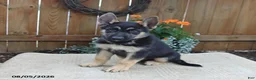 Gerberian Shepsky dogs for sale: Cruz - Ad 2