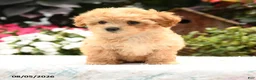 Havapoo dogs for sale: Turbo - Ad 3