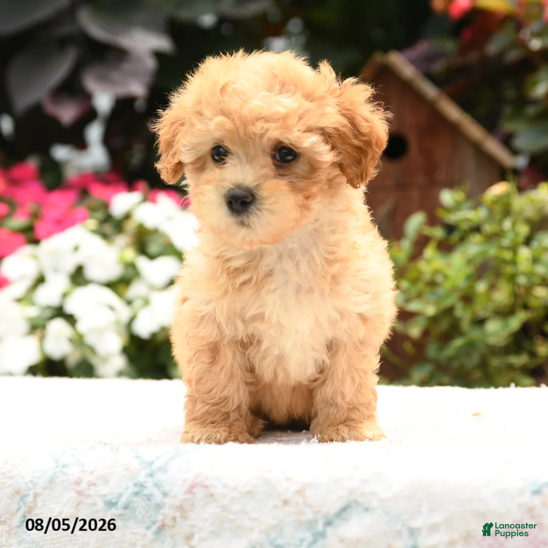 Havapoo dogs for sale: Turbo - Ad 3