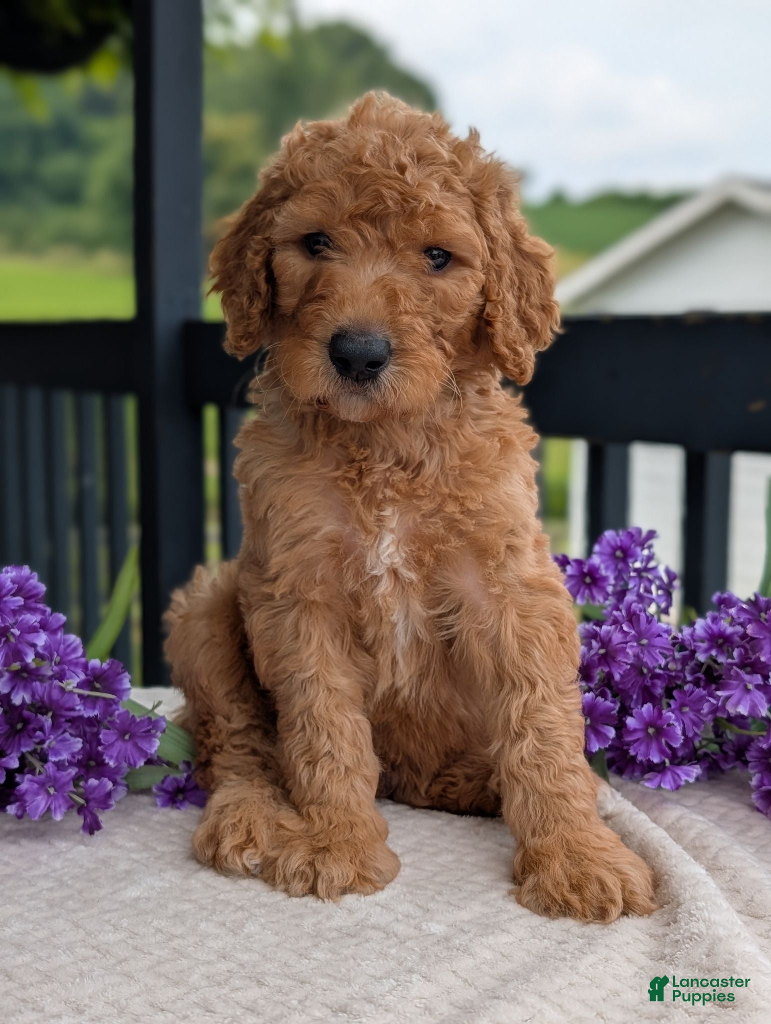 Goldendoodle dogs Parker - Ad 1