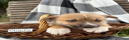 Pomsky dogs for sale: Charlie - Ad 4