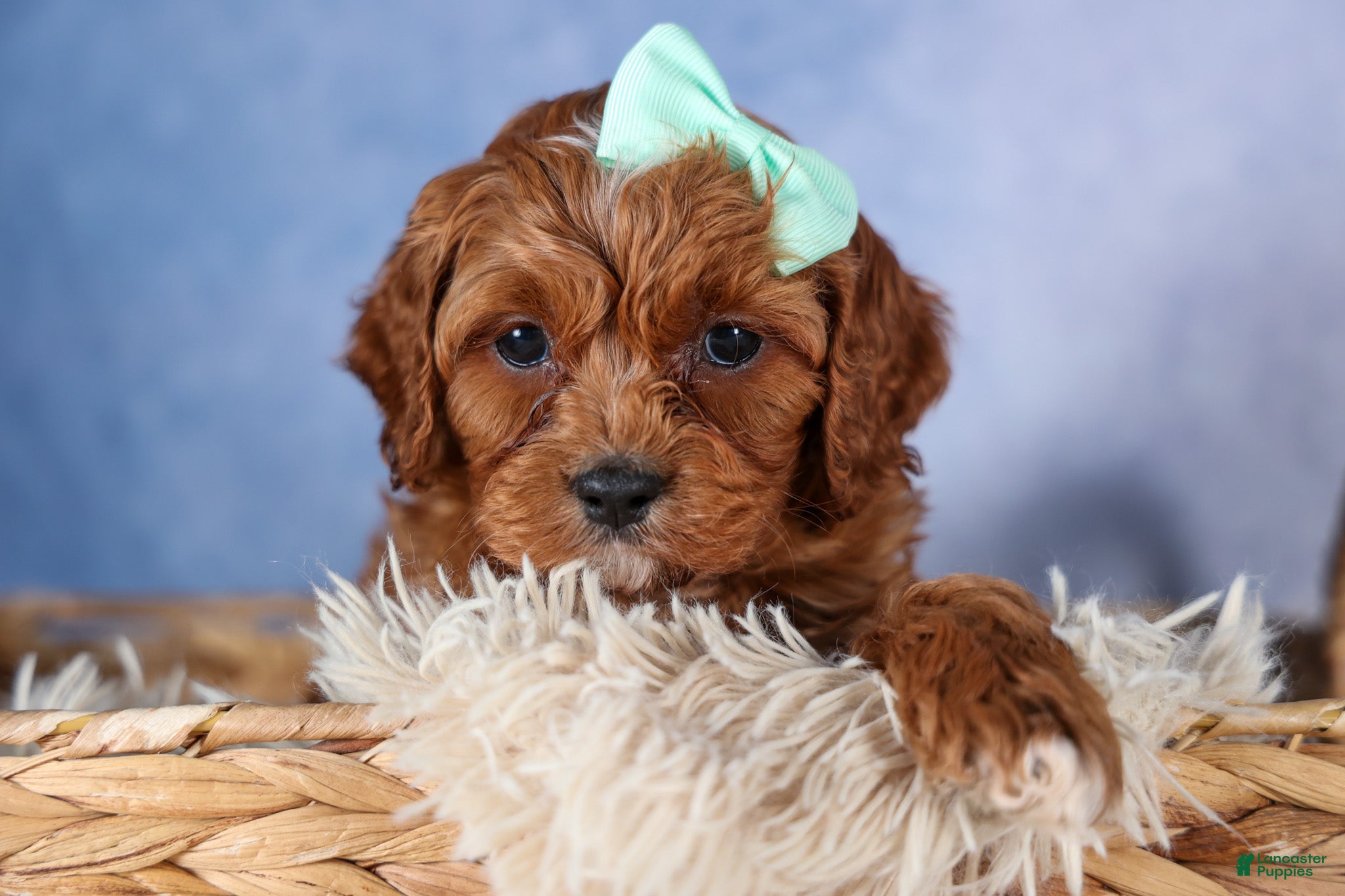 Cavapoo dogs GEORGE - Ad 1